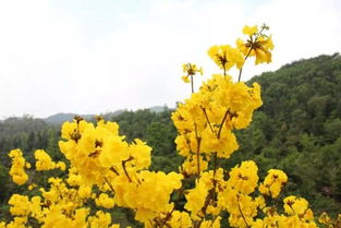 秋花绽放，香满枝头——秋日花卉推荐