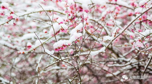 常见梅花品种开花花期是否一致？