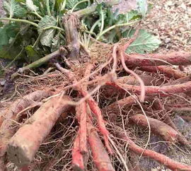 丹参成熟，采收时机大揭秘