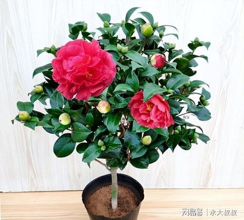 浇水，月季生命的源泉