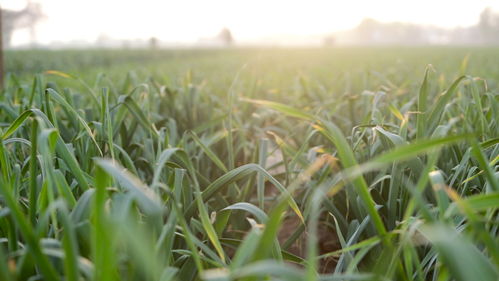 春季施肥，注意方法