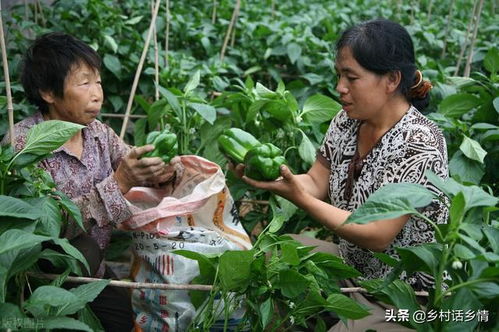 红木香种植时如何避免病虫害，提高成活率