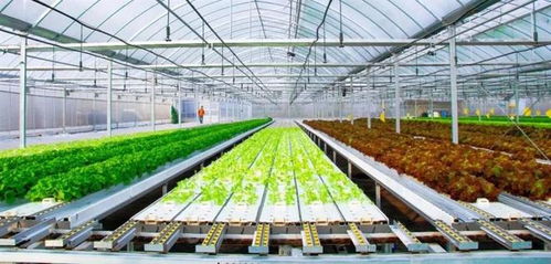 崇明区蔬菜种植现状