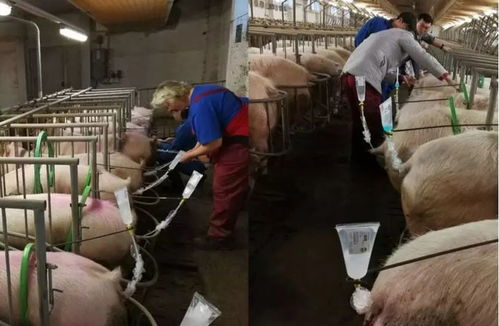 猪场高效输精模式：精准配种