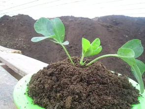 1. 了解碱性土壤的秘密