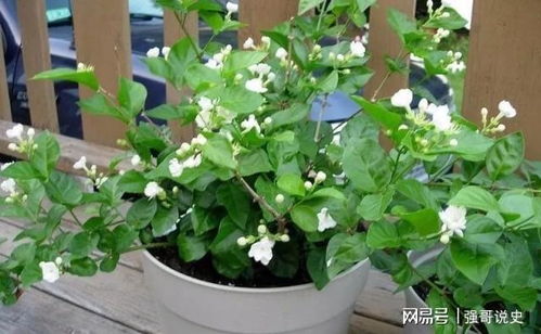 施肥方法要得当，不然花儿会伤心的