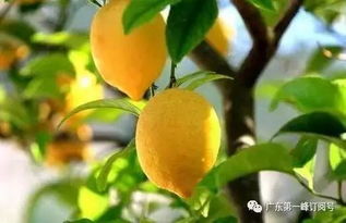 冬季柠檬为何绽放花蕾？
