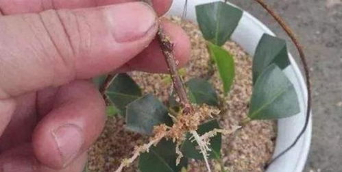 种花如人生：找对路子彳艮重要