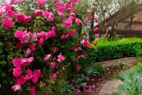 花的搭配， 是一门艺术