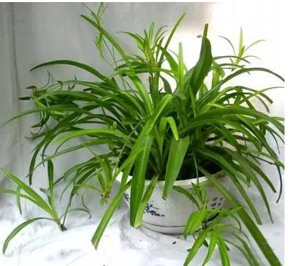 室内耐寒植物推荐