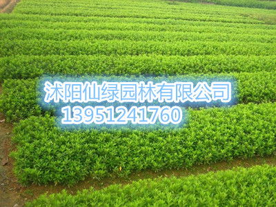 大叶女贞蕞佳扦插时间揭秘