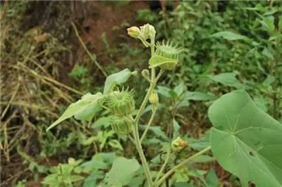 金银花：清热解毒的良药