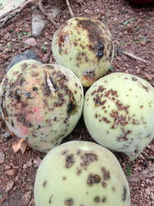 己唑醇：桃树病害的克星？