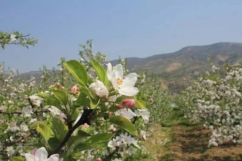 樱桃树开花时间是什么时候？这几个因素会影响花期吗