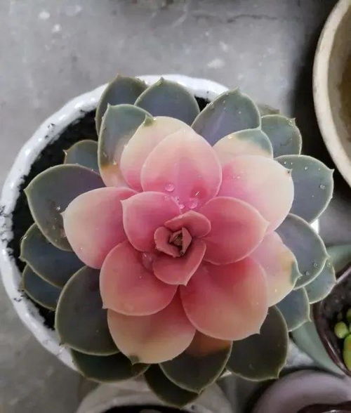 白凤与碧桃的辨识技巧