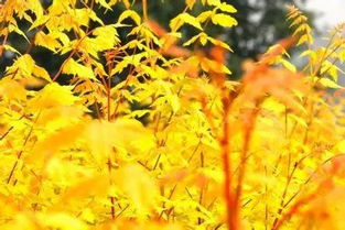 行业标准化助产业升级