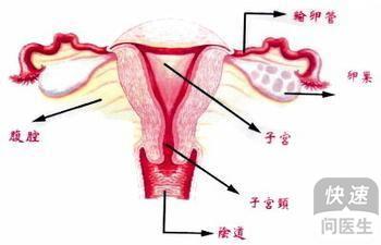 鸡输卵管有水且腹腔积血，是什么原因导致的？兽医朋友能否解答？