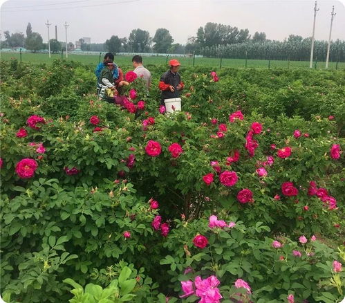 种植一亩玫瑰花需要多少土壤？