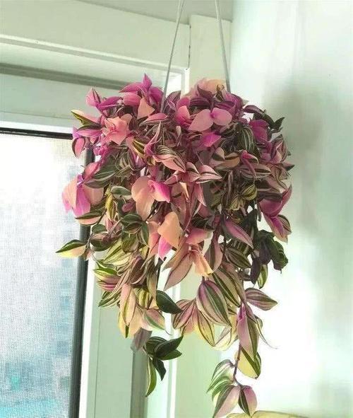 油画婚礼吊兰养护秘籍，养出爆款花艺爆款！