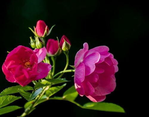 南京卡子门广场月季花廊：花团锦簇， 美得不像话
