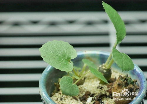 龟甲龙小苗的养护之道