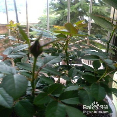 玫瑰花种植的注意事项