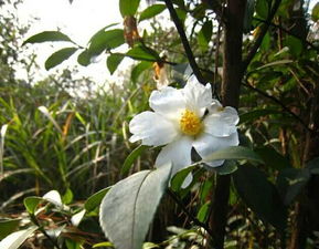 不同品种的茶花树价格是多少？