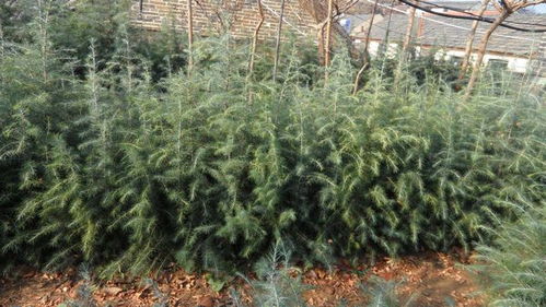 雪松种子种植全攻略：新手也Neng轻松上手