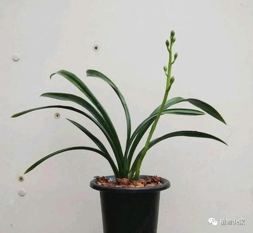 兰花不开花？试试调整光照和施肥