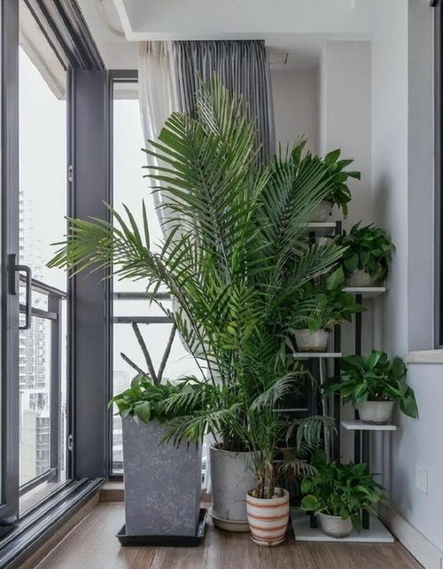 阳光对柏树的影响