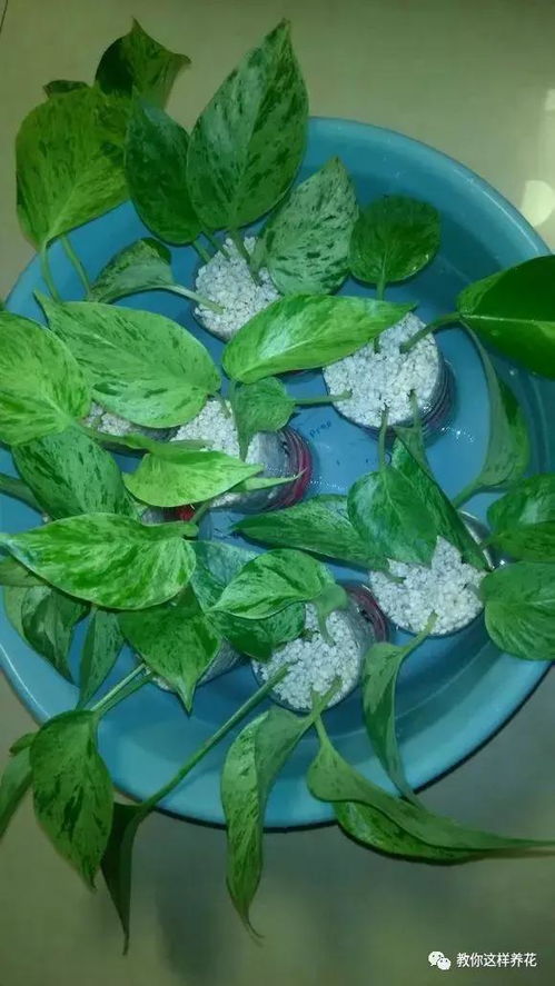 剪一段茎，插瓶子