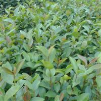 浙江省山茶油盛产地联系方式，优质茶树苗直供！