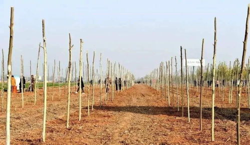 一、 造林绿化的重要性及前期准备工作