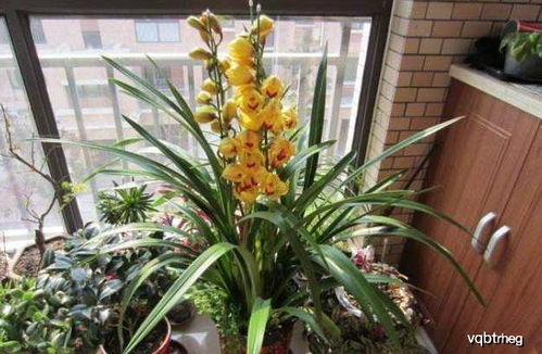 冬天种草，选对品种是关键