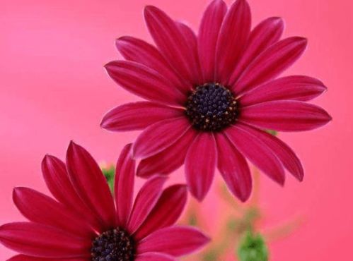 报春花：温暖环境中的生长嫩手