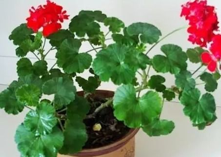 为什么推荐宽底浅盆？