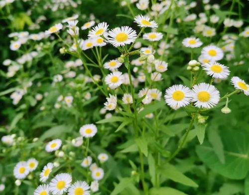 菊科植物里常见的杂草，应该使用哪种除草剂来有效清除？