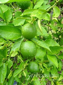 冬枣树与赤霉素的完美搭配