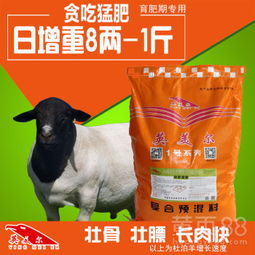 探寻公猪育肥饲料黄金配比！