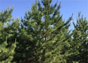 用途不同， 价值各异