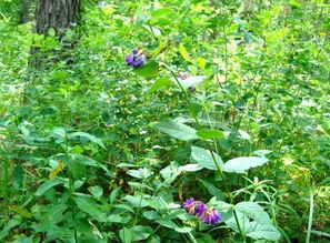 路边野花真是多， 认错可就头疼了