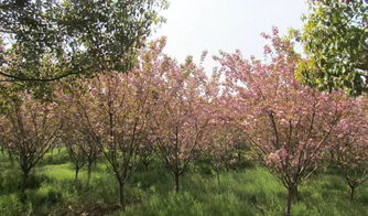 李子花开季，最佳赏花时间！