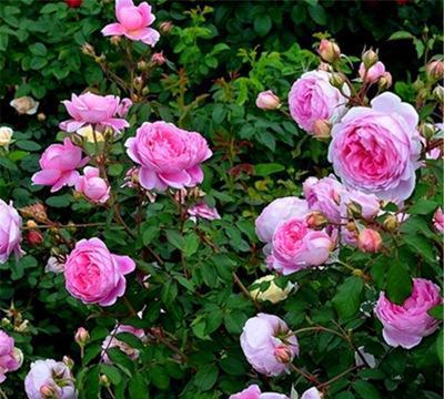 月季花春季栽培与管理，避开病虫害的小秘诀