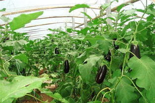 早春茄子定植及田间管理，需掌握适宜定植期和科学管理方法