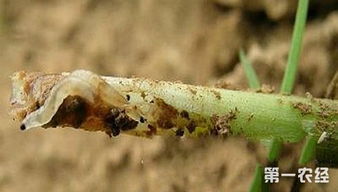 韭菜生蛆滥用违禁农药，危害食品安全