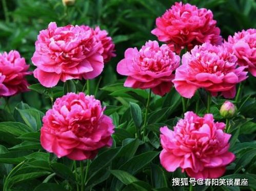 芍药，爱情的使者