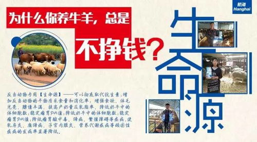 猪场管理新篇章：团队建设铸就高效养殖