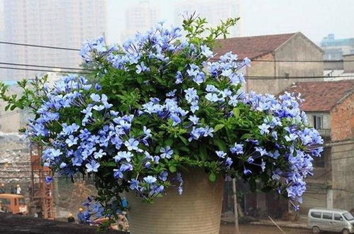 养花如Zuo人：适者生存才是王道