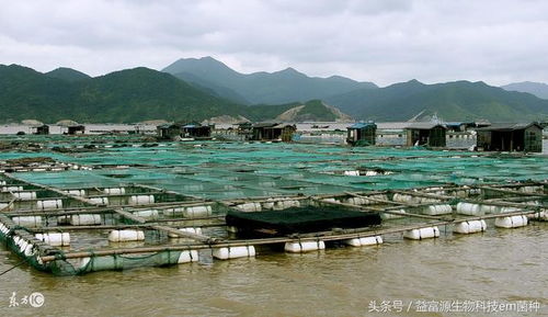 农村适合养殖哪些水产？了解水产养殖的基础知识