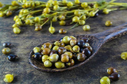 南北种子有何差异